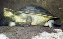 Northern Yellow-faced Turtle